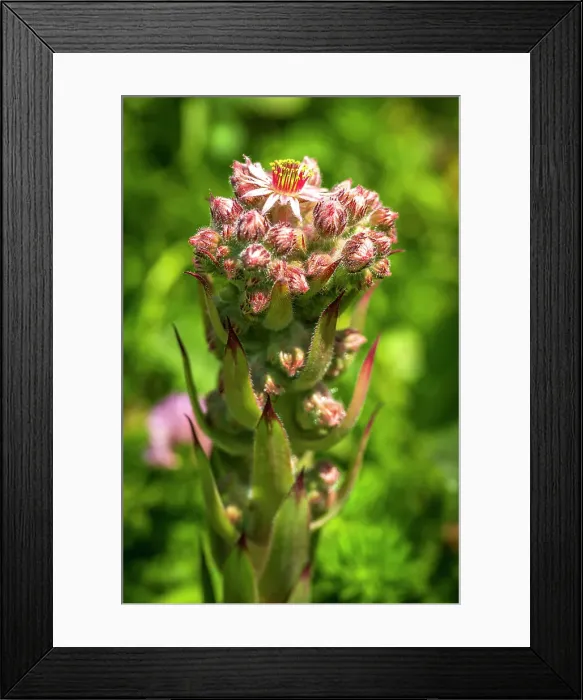 Framed Print : Europe, Italy, Aosta Valley. A flowering meadow high in the mountains with Sempervivum montanum