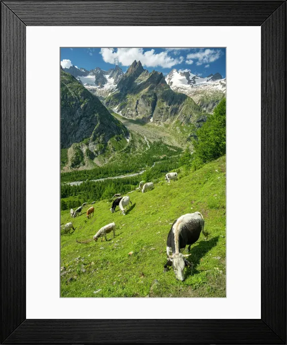 Framed Print : Europe, Italy, Aosta Valley. On the Tour du Mont Blanc TMB in front of the Mont Blanc Massif. A herd of cattle Framed Print : Europe, Italy, Aosta Valley. On the Tour du Mont Blanc TMB in front of the Mont Blanc Massif. A herd of cattle