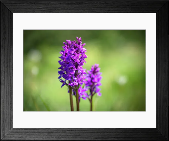 Framed Print : europe, Italy, Aosta Valley. An orchid on a Mountain meadow Framed Print : europe, Italy, Aosta Valley. An orchid on a Mountain meadow