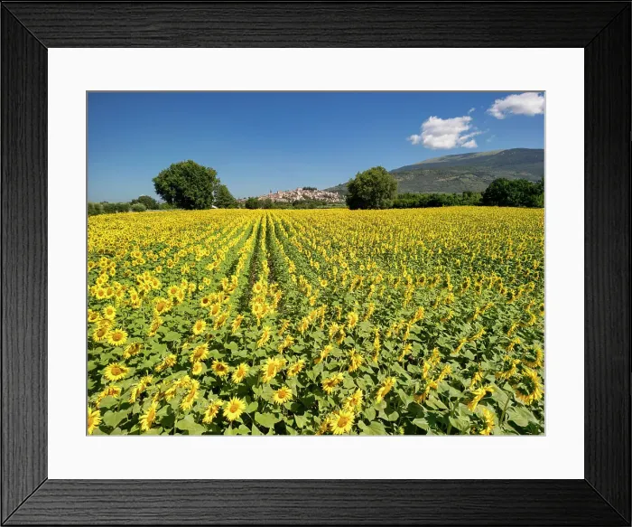 Framed Print : Field of Sunflowers, Spello, Umbria, Italy Framed Print : Field of Sunflowers, Spello, Umbria, Italy