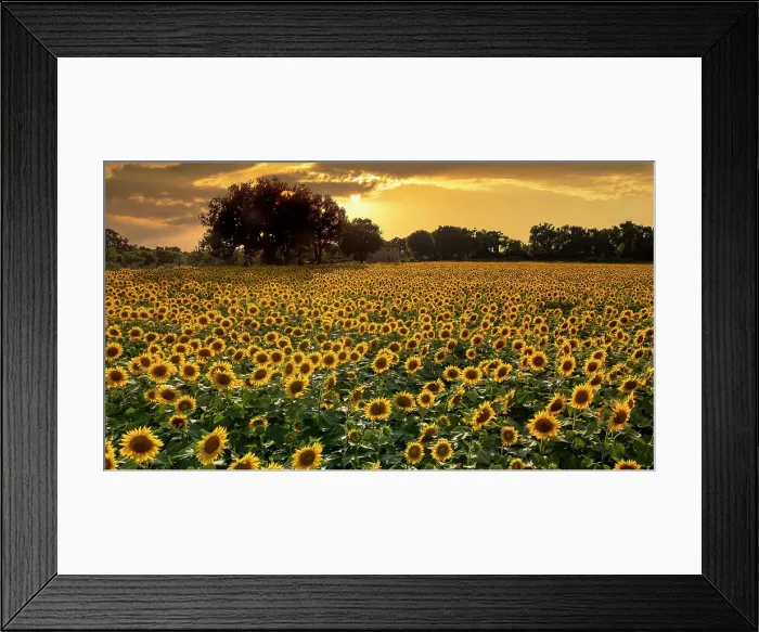 Framed Print : Field of Sunflowers at Sunset, Assisi, Umbria, Italy Framed Print : Field of Sunflowers at Sunset, Assisi, Umbria, Italy