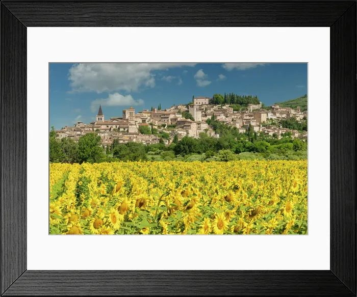 Framed Print : Field of Sunflowers at Spello, Umbria, Italy
