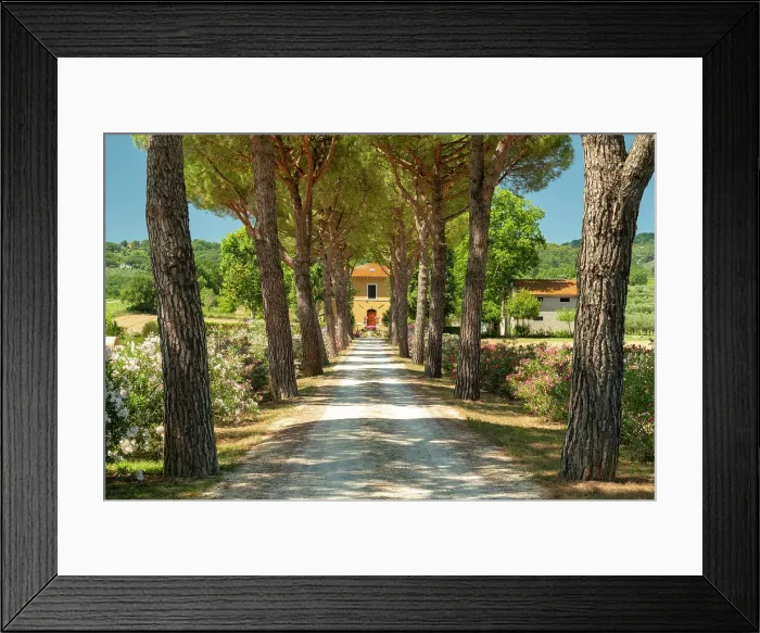 Framed Print : Pine Tree Lined Road to Villa, near Assisi, Umbria, Italy