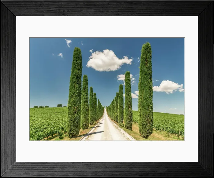 Framed Print : Fattoria Colsanto Vineyard, Bevagna, Umbria, Italy Framed Print : Fattoria Colsanto Vineyard, Bevagna, Umbria, Italy