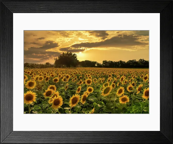 Framed Print : Sunset over Field of Sunflowers, Assisi, Umbria, Italy