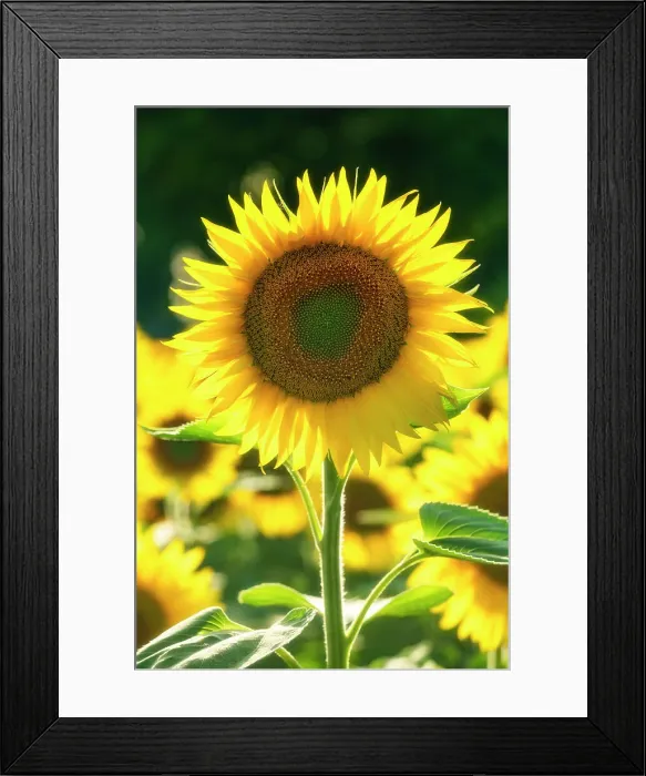 Framed Print : Sunflower, Assisi, Umbria, Italy Framed Print : Sunflower, Assisi, Umbria, Italy