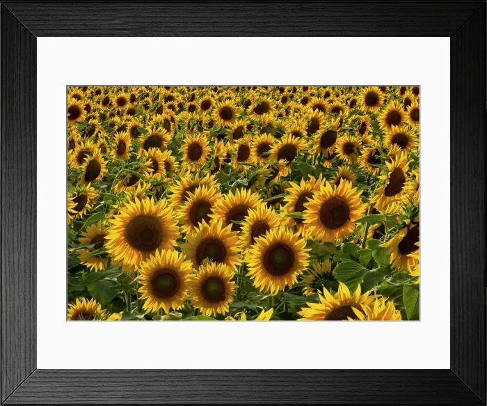 Framed Print : Field of Sunflowers, Assisi, Umbria, Italy Framed Print : Field of Sunflowers, Assisi, Umbria, Italy