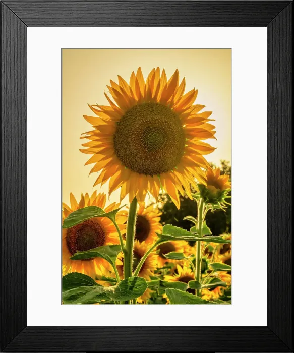 Framed Print : Sunflower, Assisi, Umbria, Italy Framed Print : Sunflower, Assisi, Umbria, Italy