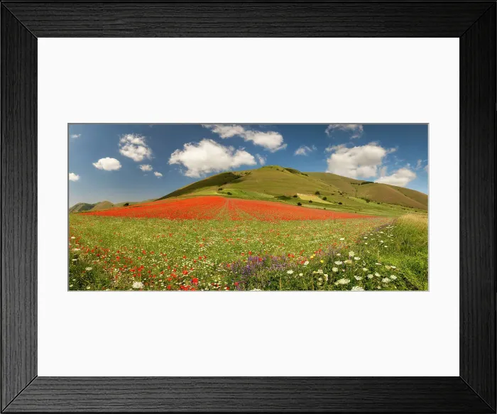 Framed Print : Wildflowers on Piano Grande, Sibillini National Park, Umbria, Italy Framed Print : Wildflowers on Piano Grande, Sibillini National Park, Umbria, Italy