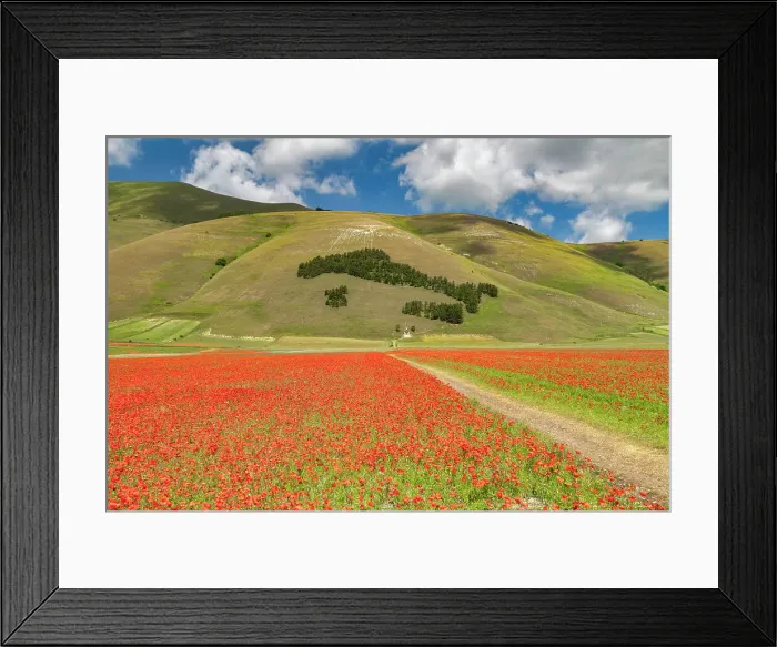 Framed Print : Wildflowers on Piano Grande, Sibillini National Park, Umbria, Italy Framed Print : Wildflowers on Piano Grande, Sibillini National Park, Umbria, Italy