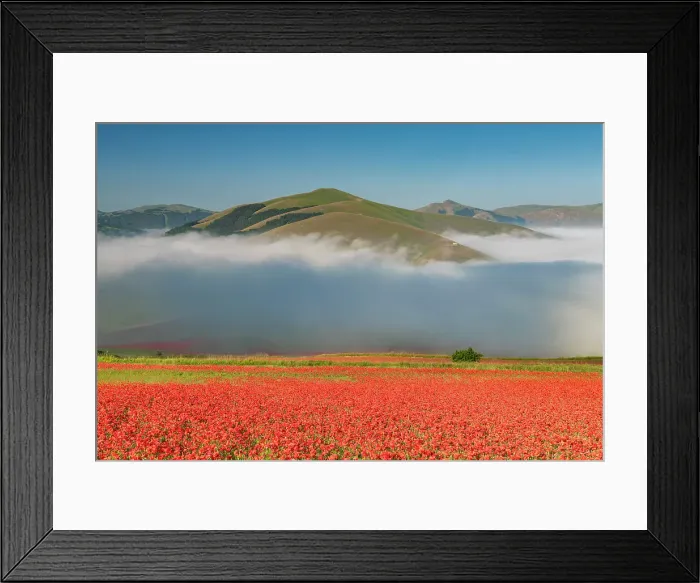 Framed Print : Dawn Mist over Wildflowers on Piano Grande, Sibillini Mountains National Park, Umbria, Italy