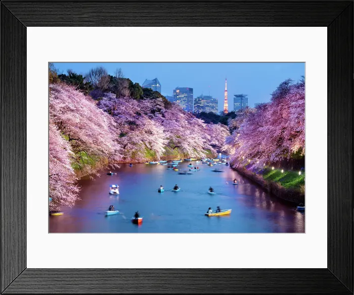 Framed Print : Cherryblossom, Sakura, Chidorigafuchi Park, Chiyoda-Ku Tokyo, Kanto, Japan Framed Print : Cherryblossom, Sakura, Chidorigafuchi Park, Chiyoda-Ku Tokyo, Kanto, Japan