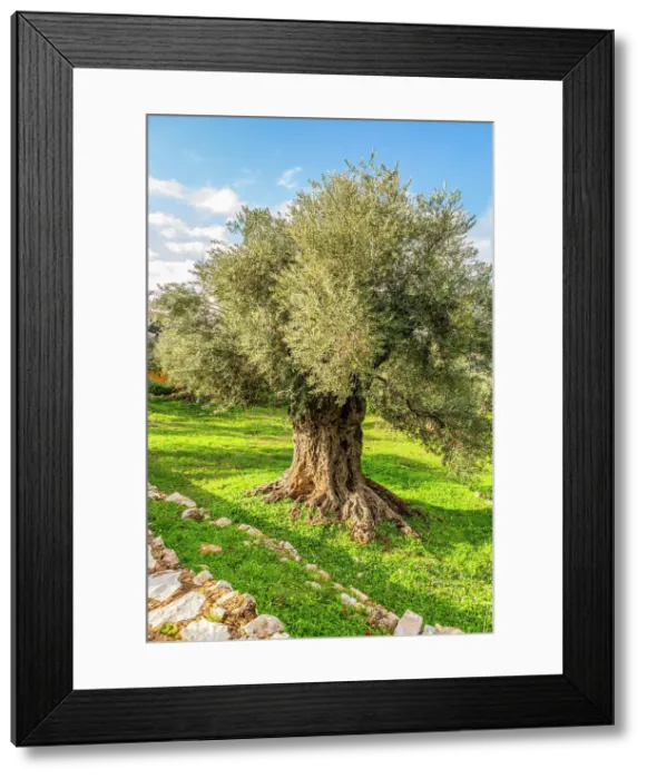 Framed Print : Ajloun, Jordan, Middle East, Asia Framed Print : Ajloun, Jordan, Middle East, Asia