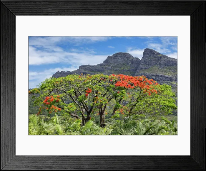 Framed Print : Mauritius, Flame tree, near Palma town Framed Print : Mauritius, Flame tree, near Palma town