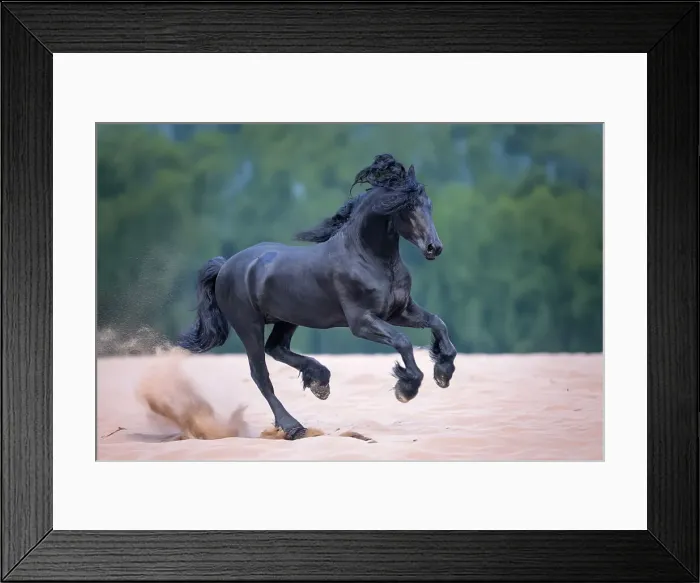 Framed Print : A Friesian horse runs free, Friesland, North Netherlands Framed Print : A Friesian horse runs free, Friesland, North Netherlands