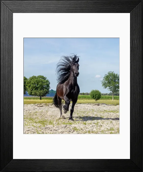 Framed Print : A Friesian horse runs free, Friesland, North Netherlands Framed Print : A Friesian horse runs free, Friesland, North Netherlands