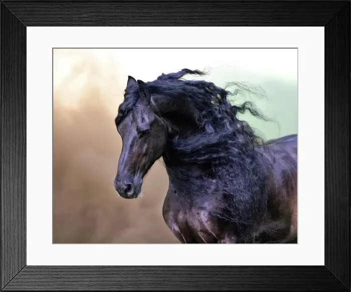 Framed Print : A Friesian horse runs free, Friesland, North Netherlands Framed Print : A Friesian horse runs free, Friesland, North Netherlands