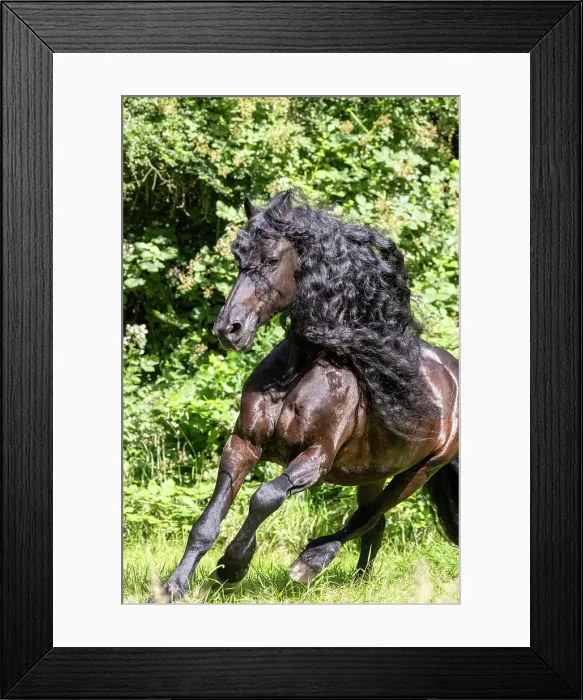 Framed Print : A Friesian horse runs free, Friesland, North Netherlands Framed Print : A Friesian horse runs free, Friesland, North Netherlands
