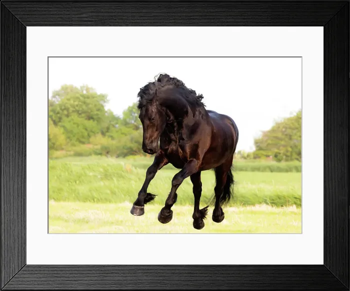 Framed Print : A Friesian horse runs free, Friesland, North Netherlands Framed Print : A Friesian horse runs free, Friesland, North Netherlands