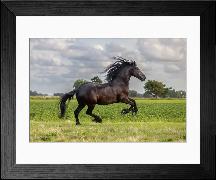 Framed Print : A Friesian horse runs free, Friesland, North Netherlands Framed Print : A Friesian horse runs free, Friesland, North Netherlands