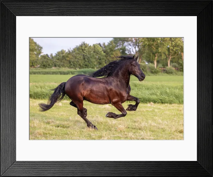Framed Print : A Friesian horse runs free, Friesland, North Netherlands Framed Print : A Friesian horse runs free, Friesland, North Netherlands