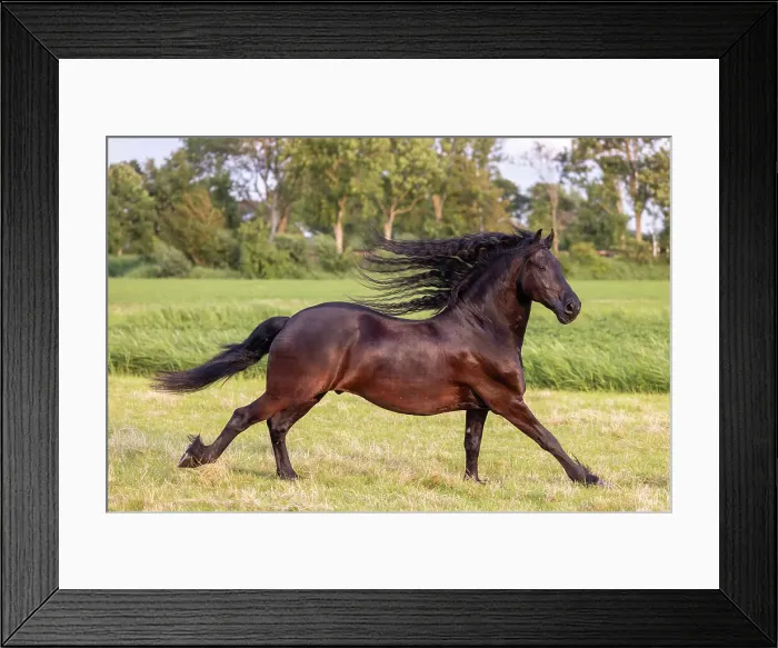 Framed Print : A Friesian horse runs free, Friesland, North Netherlands Framed Print : A Friesian horse runs free, Friesland, North Netherlands