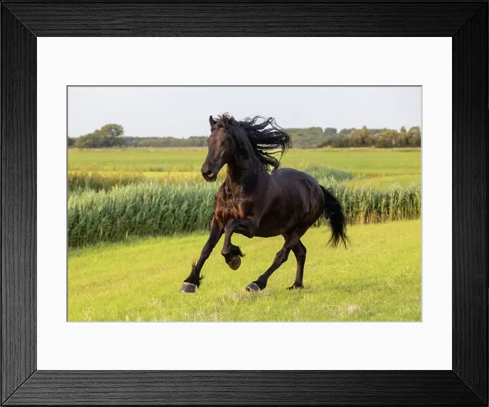 Framed Print : A Friesian horse runs free, Friesland, North Netherlands Framed Print : A Friesian horse runs free, Friesland, North Netherlands