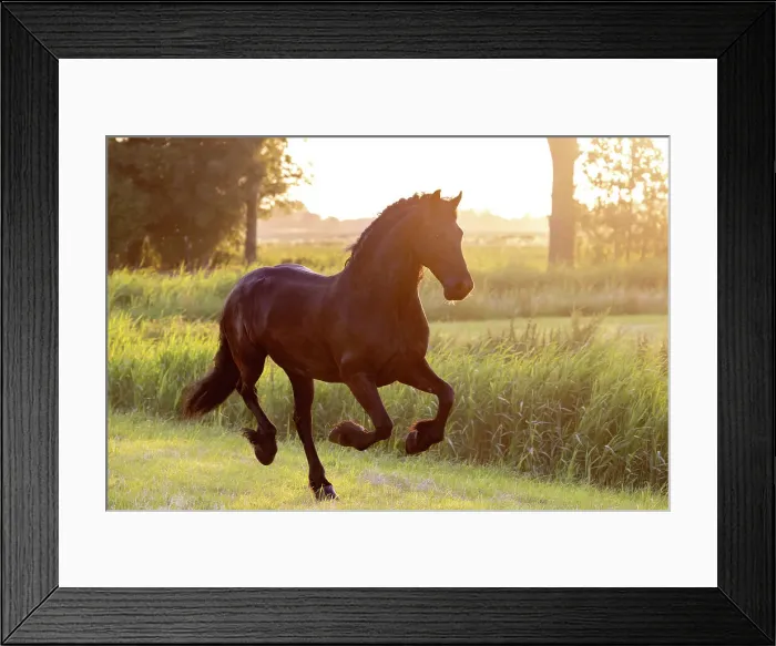 Framed Print : A Friesian horse runs free, Friesland, North Netherlands Framed Print : A Friesian horse runs free, Friesland, North Netherlands