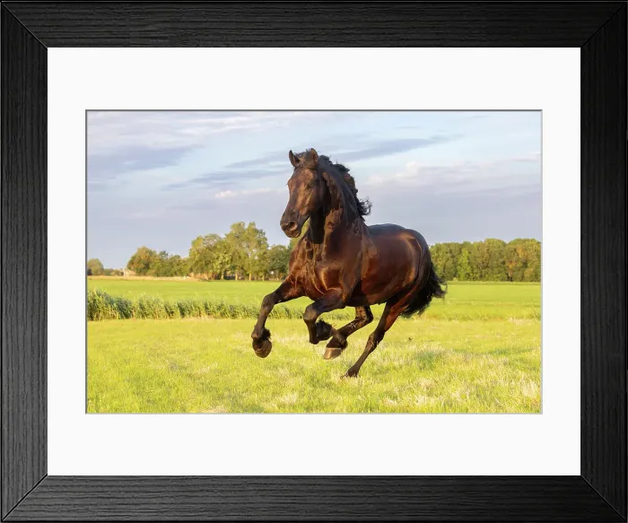 Framed Print : A Friesian horse runs free, Friesland, North Netherlands Framed Print : A Friesian horse runs free, Friesland, North Netherlands