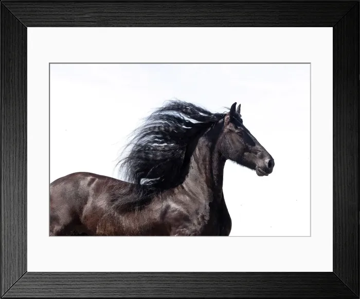 Framed Print : A Friesian horse runs free, Friesland, North Netherlands Framed Print : A Friesian horse runs free, Friesland, North Netherlands