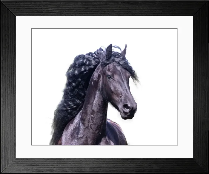 Framed Print : Friesian horse, Friesland, North Netherlands Framed Print : Friesian horse, Friesland, North Netherlands