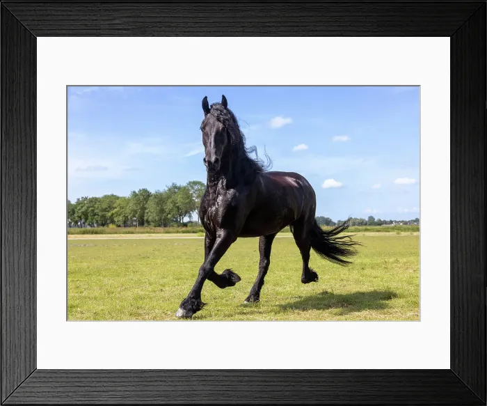 Framed Print : A Friesian horse runs free, Friesland, North Netherlands Framed Print : A Friesian horse runs free, Friesland, North Netherlands