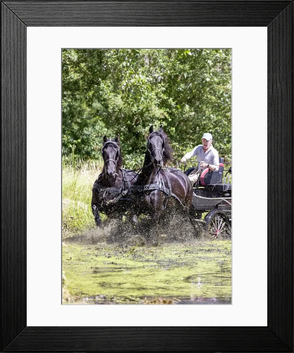Framed Print : A carriage driver steers two Friesian horses through water, Friesland, North Netherlands Framed Print : A carriage driver steers two Friesian horses through water, Friesland, North Netherlands