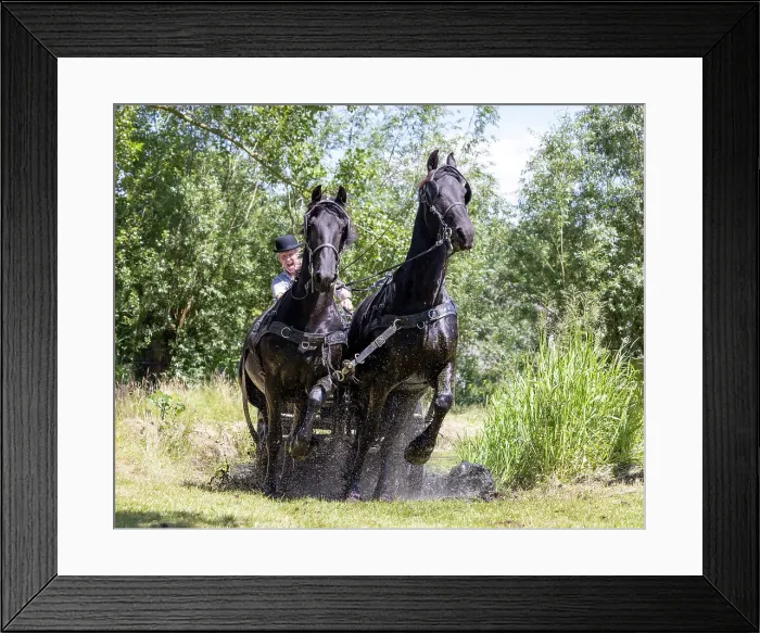 Framed Print : A carriage driver steers two Friesian horses through water, Friesland, North Netherlands Framed Print : A carriage driver steers two Friesian horses through water, Friesland, North Netherlands