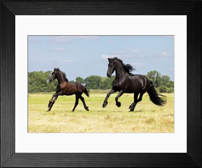 Framed Print : A Friesian mare and foal run free, Friesland, North Netherlands Framed Print : A Friesian mare and foal run free, Friesland, North Netherlands
