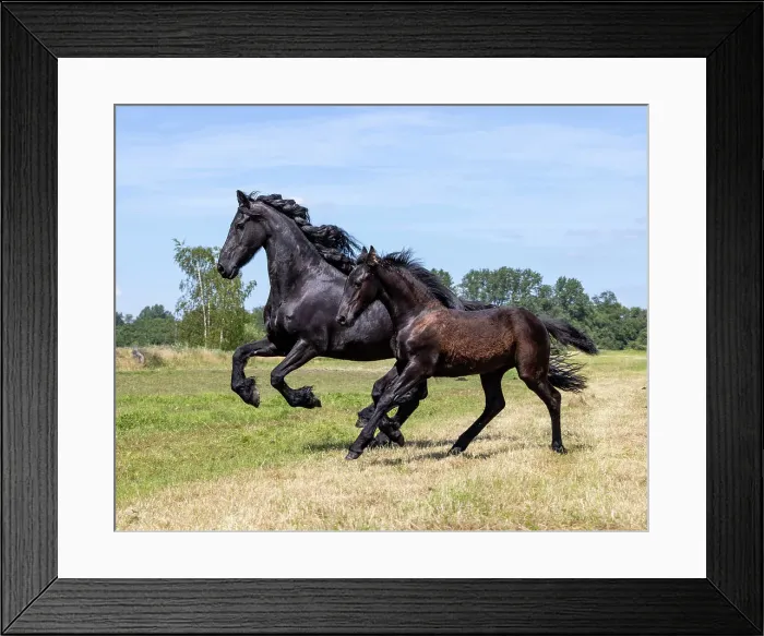 Framed Print : A Friesian mare and foal run free, Friesland, North Netherlands Framed Print : A Friesian mare and foal run free, Friesland, North Netherlands