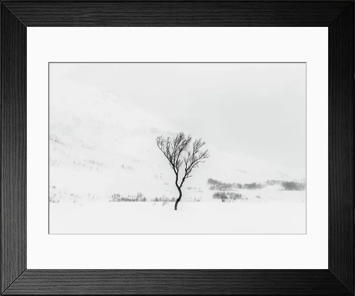 Framed Print : Tree in Snow, near Tromso, Norway