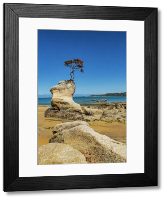 Framed Print : Lone Tree Growing Out of Rock, Tinline Bay, Abel Tasman National Park, South Island, New Zealand Framed Print : Lone Tree Growing Out of Rock, Tinline Bay, Abel Tasman National Park, South Island, New Zealand