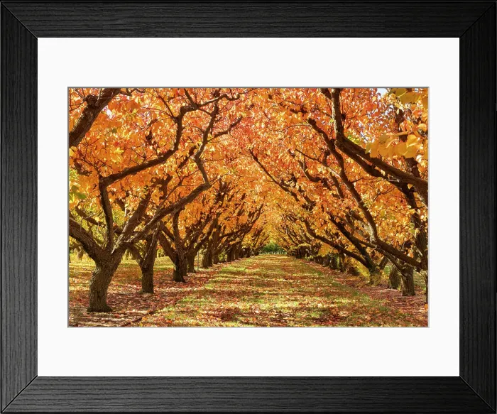 Framed Print : Orchard in Autumn, Cromwell, South Island, New Zealand Framed Print : Orchard in Autumn, Cromwell, South Island, New Zealand