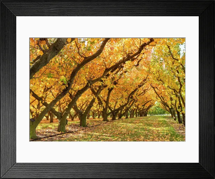 Framed Print : Orchard in Autumn, Cromwell, South Island, New Zealand Framed Print : Orchard in Autumn, Cromwell, South Island, New Zealand
