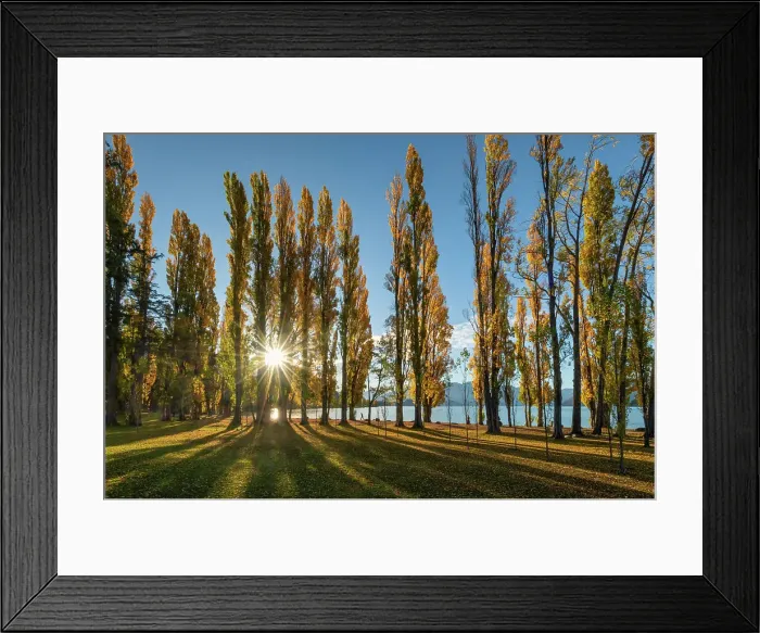 Framed Print : Poplar Trees in Autumn, Wanaka, South Island, New Zealand Framed Print : Poplar Trees in Autumn, Wanaka, South Island, New Zealand