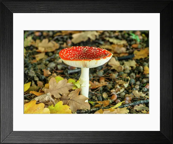 Framed Print : Fly Agaric (Amanita muscaria) in Autumn, Wanaka, South Island, New Zealand Framed Print : Fly Agaric (Amanita muscaria) in Autumn, Wanaka, South Island, New Zealand