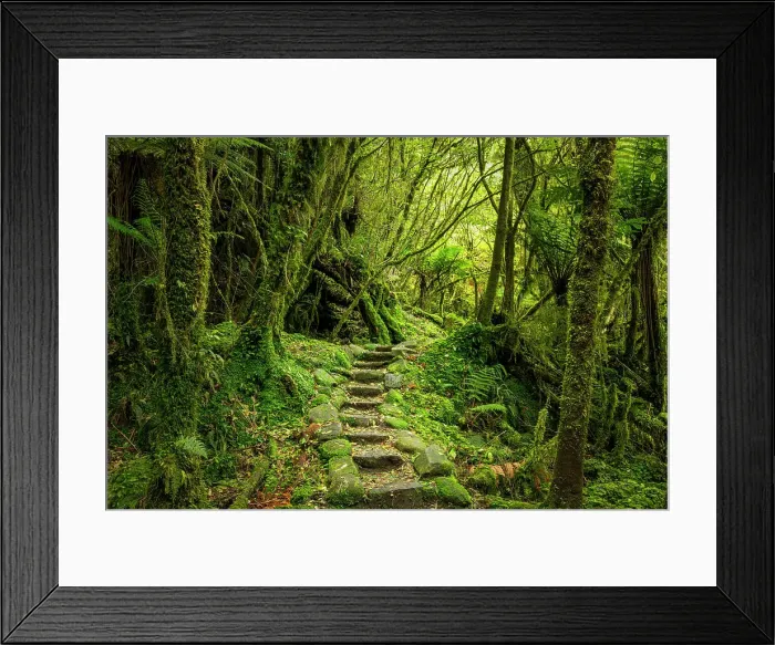 Framed Print : Steps Through Westland Temperate Rain Forest, near Fox Glacier, South Island, New Zealand