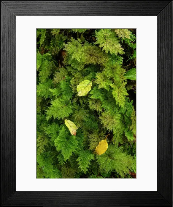 Framed Print : Autumn Leaves on Moss, Westland Temperate Rain Forest, near Fox Glacier, South Island, New Zealand Framed Print : Autumn Leaves on Moss, Westland Temperate Rain Forest, near Fox Glacier, South Island, New Zealand