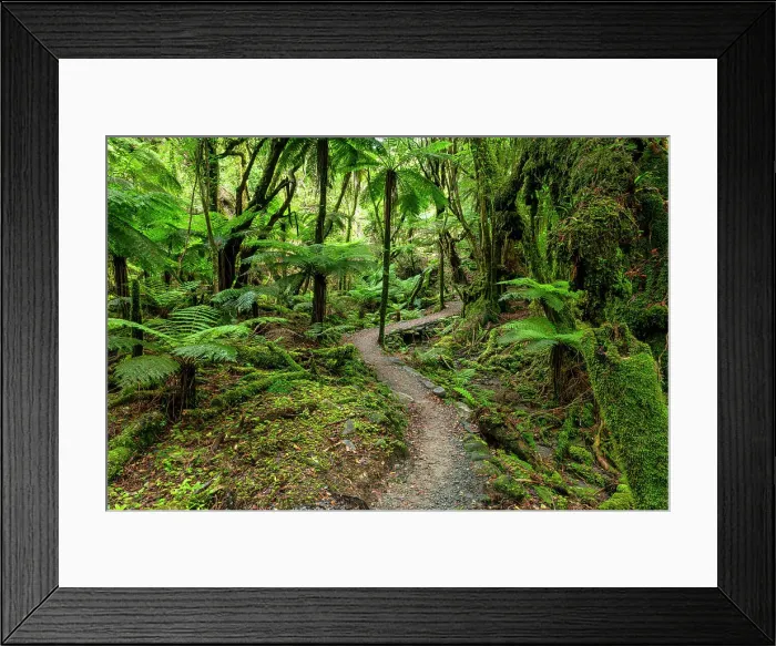 Framed Print : Path Through Westland Temperate Rain Forest, near Fox Glacier, South Island, New Zealand Framed Print : Path Through Westland Temperate Rain Forest, near Fox Glacier, South Island, New Zealand