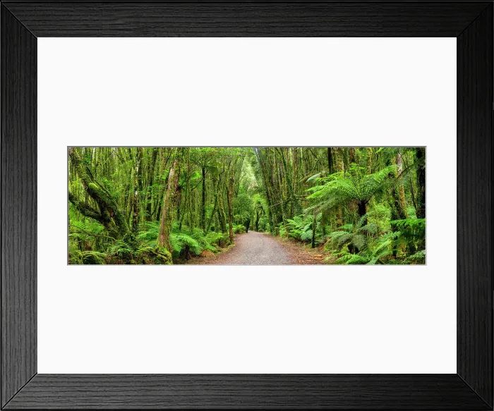 Framed Print : Path Through Westland Temperate Rain Forest, near Fox Glacier, South Island, New Zealand Framed Print : Path Through Westland Temperate Rain Forest, near Fox Glacier, South Island, New Zealand