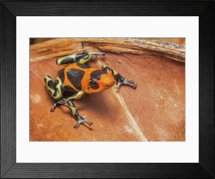 Framed Print : Ranitomeya immitator, Chazuta, Peru Framed Print : Ranitomeya immitator, Chazuta, Peru