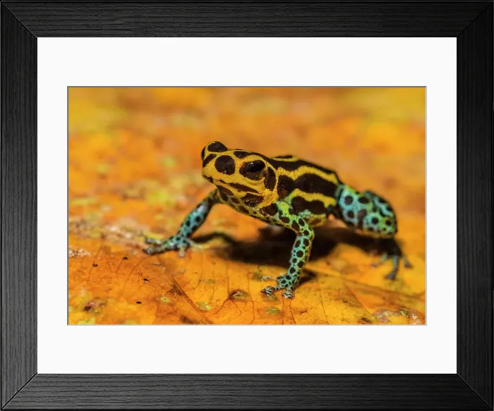 Framed Print : Ranitomeya immitator, Chazuta, Peru Framed Print : Ranitomeya immitator, Chazuta, Peru