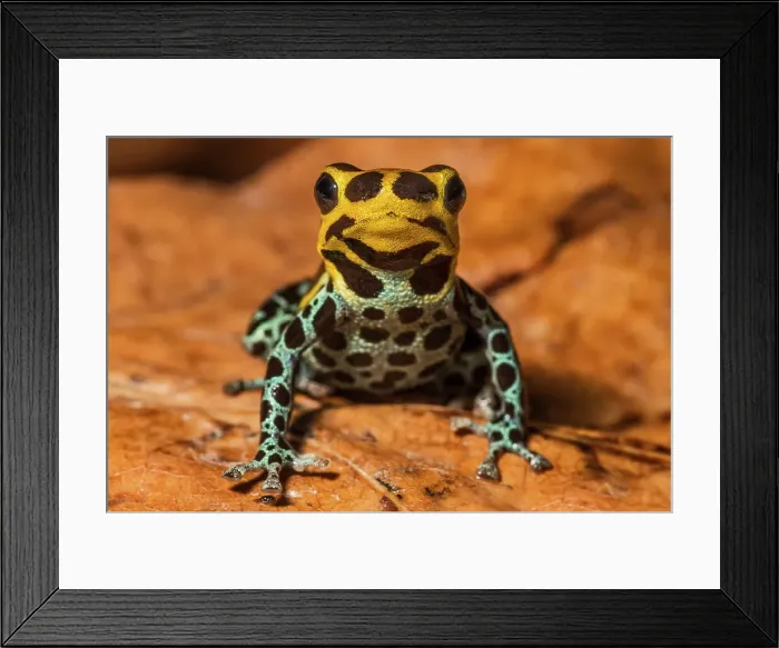 Framed Print : Ranitomeya immitator, Chazuta, Peru Framed Print : Ranitomeya immitator, Chazuta, Peru