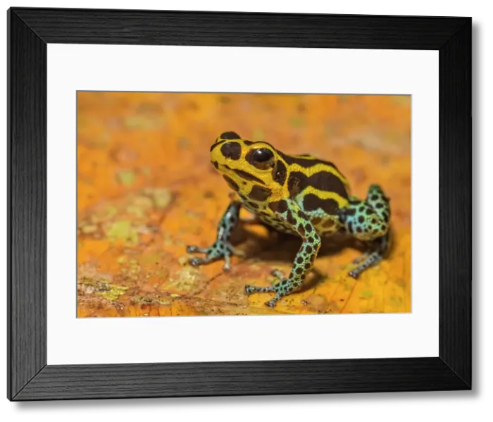 Framed Print : Ranitomeya immitator, Chazuta, Peru Framed Print : Ranitomeya immitator, Chazuta, Peru
